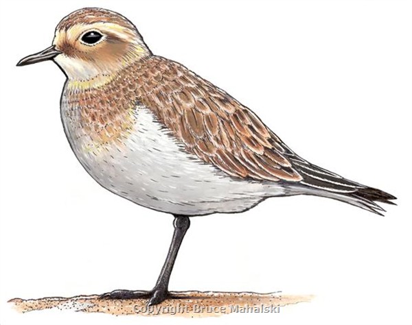 012 - Double banded Plover Picture
